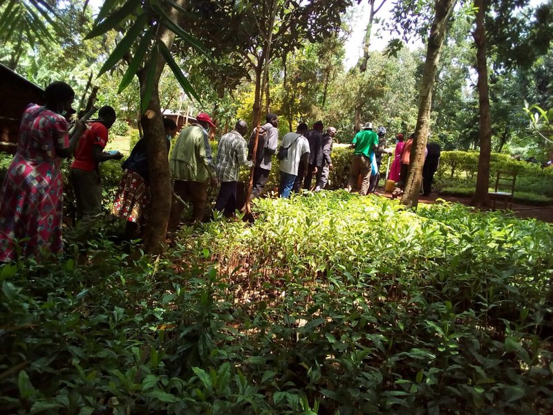 Amani CBO: Self Help Groups training on Bamboo tree nursery management